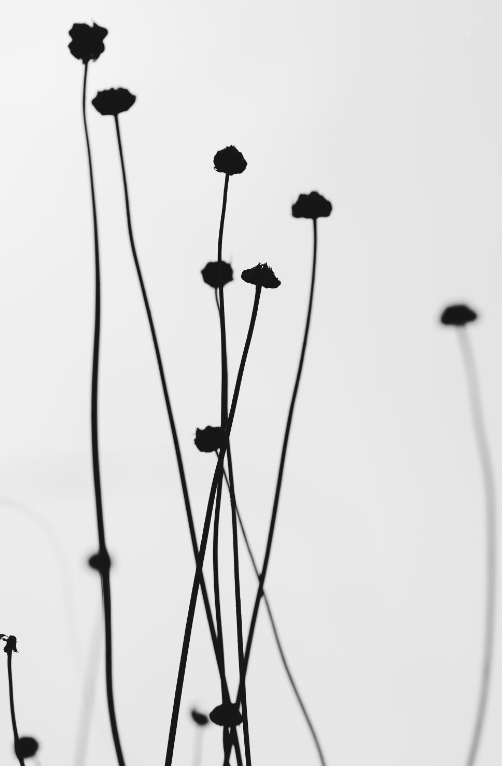 Exploring the Enchanting World of 15 Types of Black Flowers