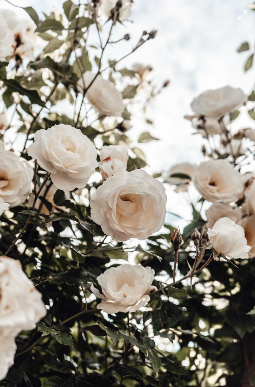 White and Red Flowers for the Holidays