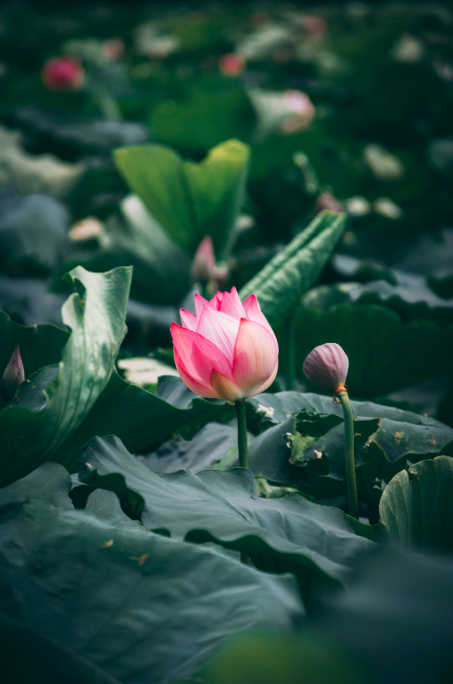 Lotus Flower Meaning and Symbolism