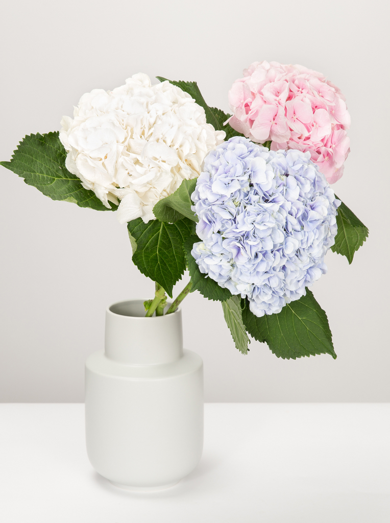 Blue Hydrangeas & Thai Mother’s Day: A Quiet, Enduring Kind of Love