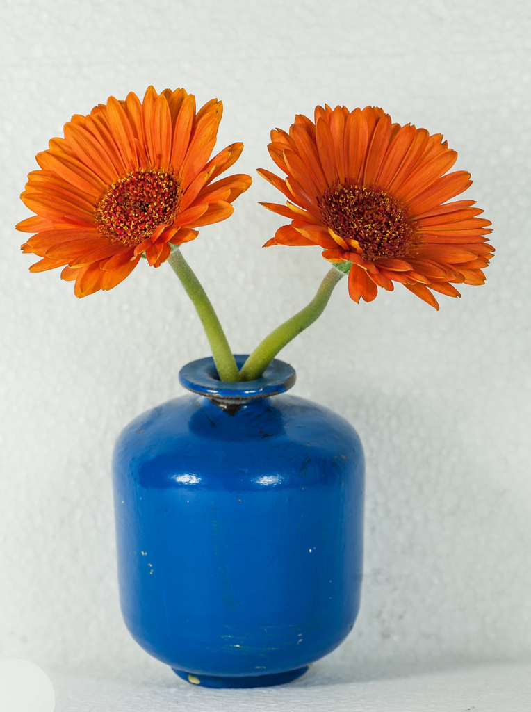 Summer Flowers: Vibrant, Warm, and Full of Meaning