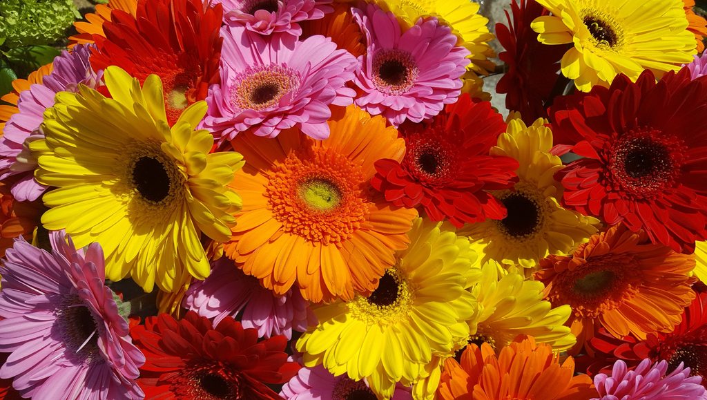 Gerbera Daisies & the Joy of Color: A Flower that Smiles with You