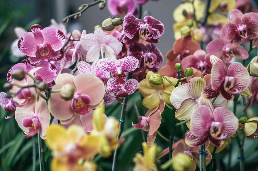 The Enchanting Allure of Orchids: Unraveling the Fascination