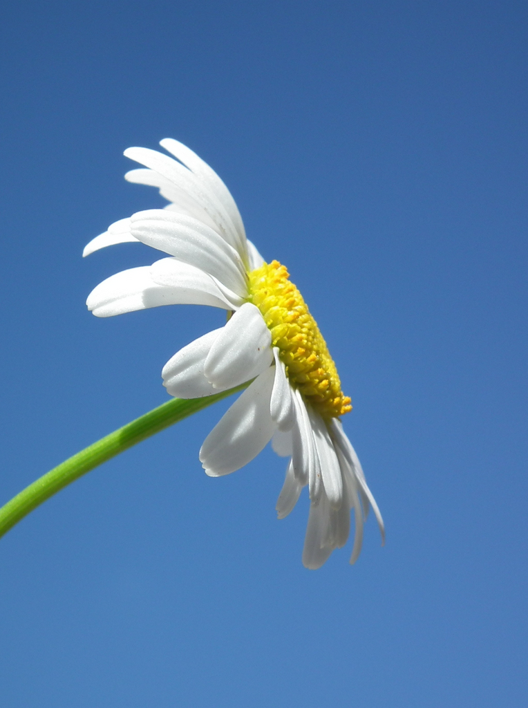 White Day: The Meaning, History, and the Perfect White & Blue Flowers for This Special Day