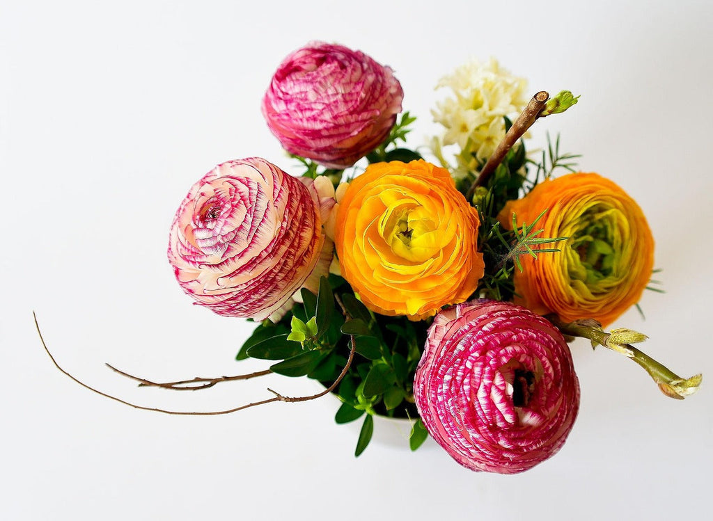 Ranunculus: Timeless Beauty, Deep Meaning, and Its Role in Various Cultures