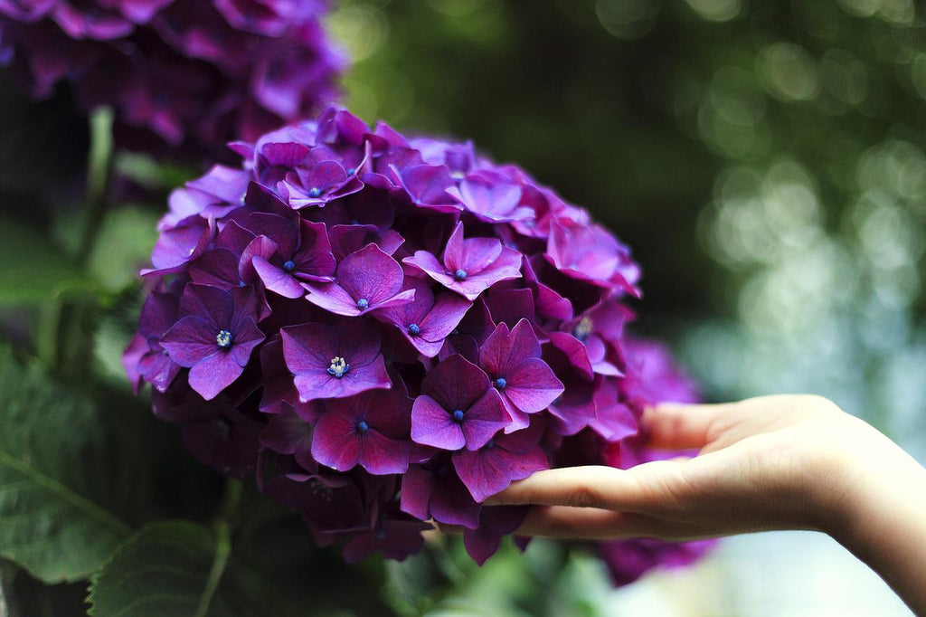 Hydrangeas 101: Origins, Facts, Meanings, and Symbolisms