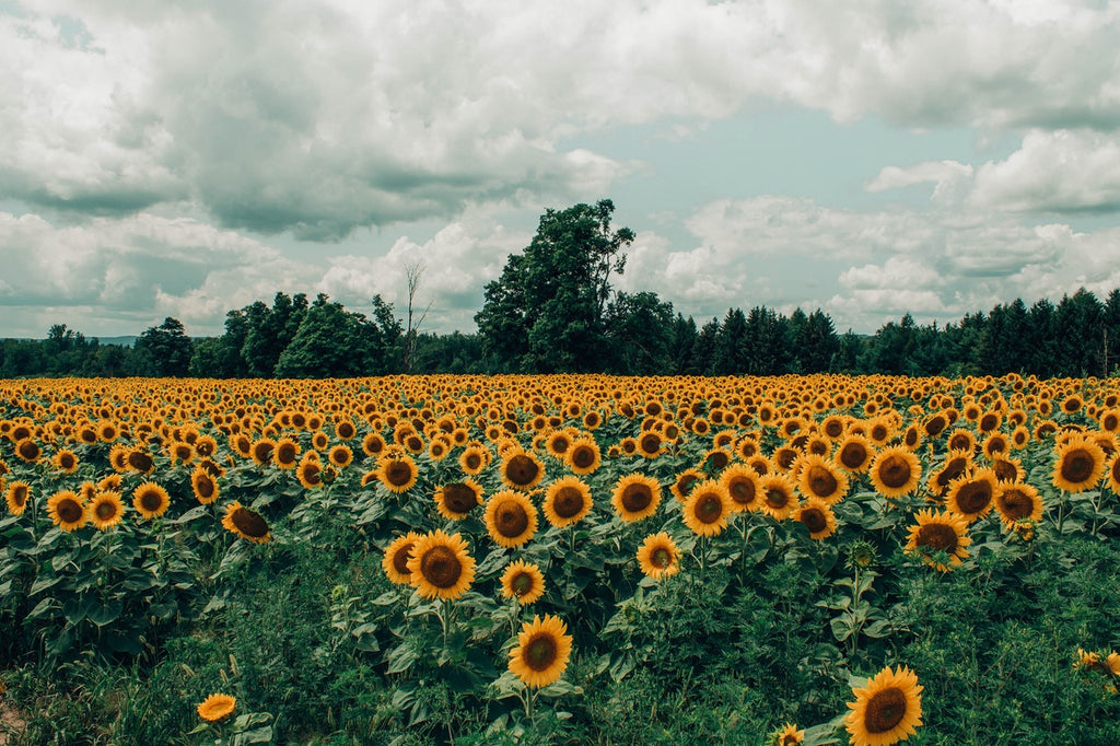 5 Interesting Facts About Sunflowers You Need to Know