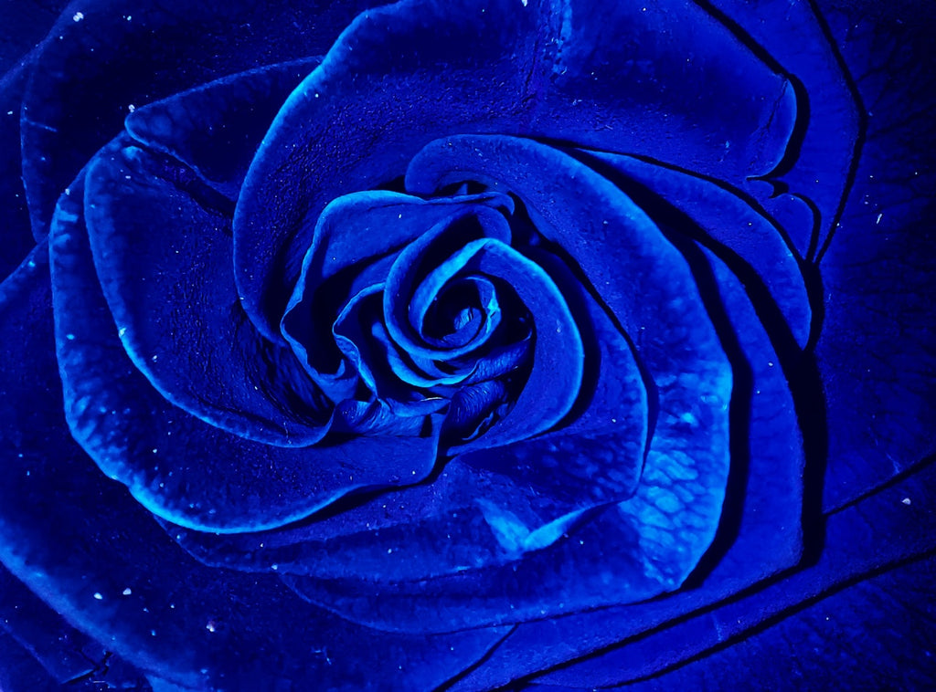 The Meaning and Symbolism of the Blue Rose