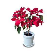 The Poinsettia (ต้นคริสต์มาส)