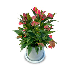 The Flamingo (ต้นหน้าวัวแคระ)