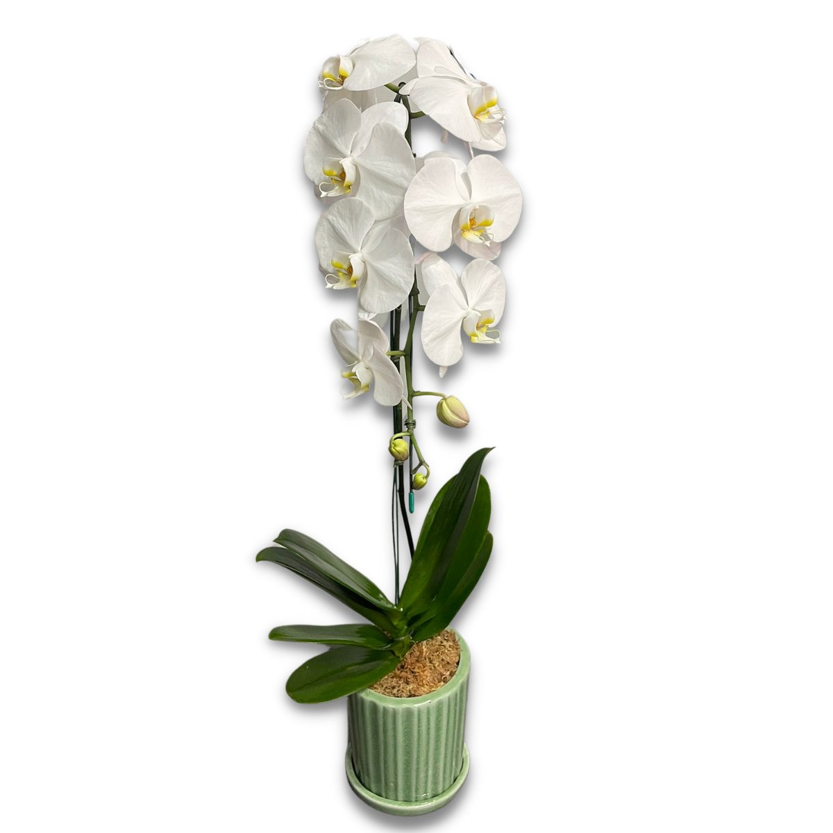 White Phalaenopsis Orchid (กล้วยไม้ฟาแลนสีขาว)